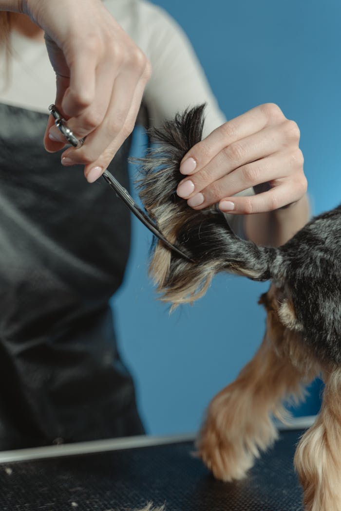Close-up view of a groomer delicately trimming a dogs tail with scissors.